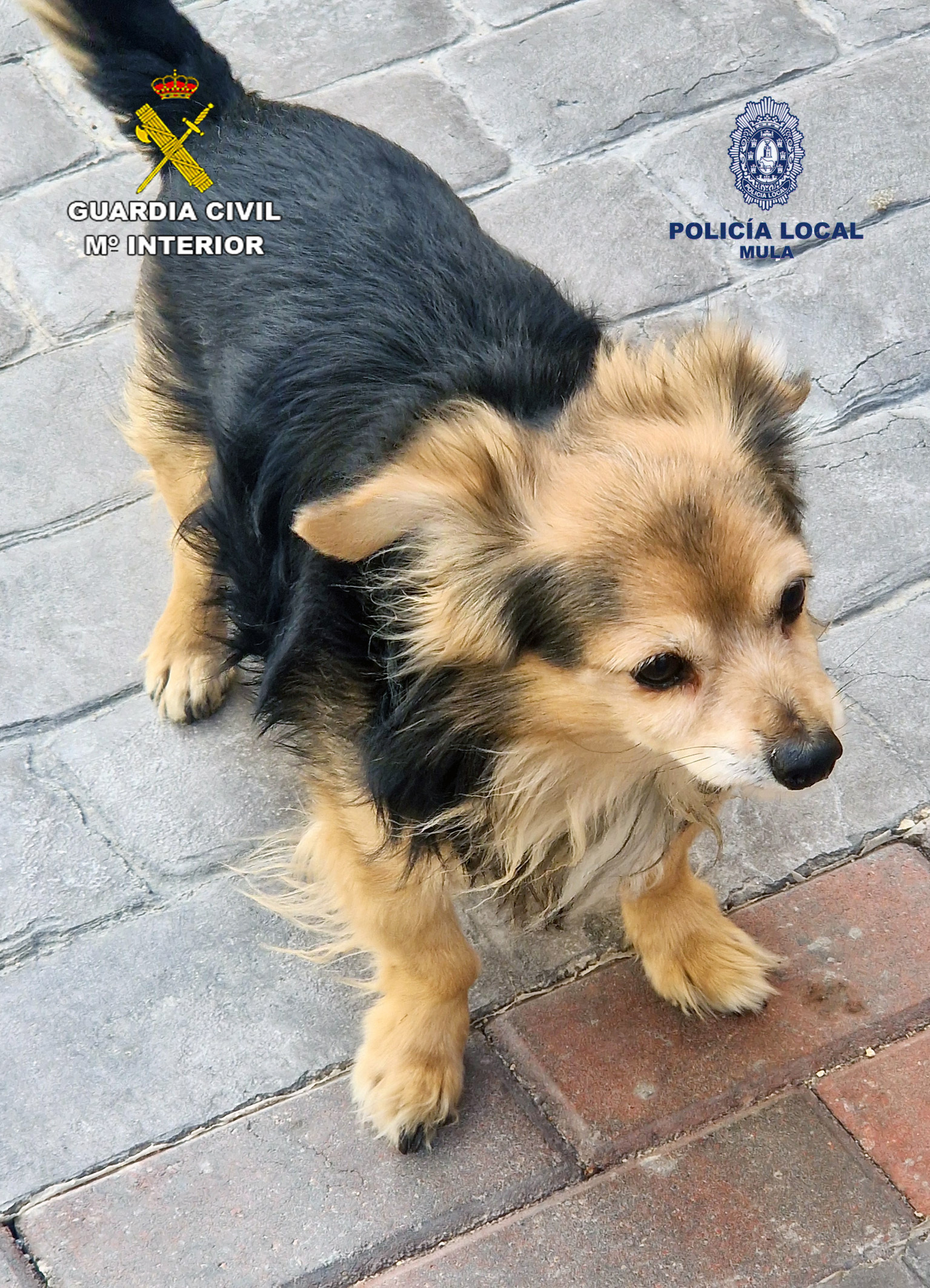 Maltrato animal en Mula (foto: GC)