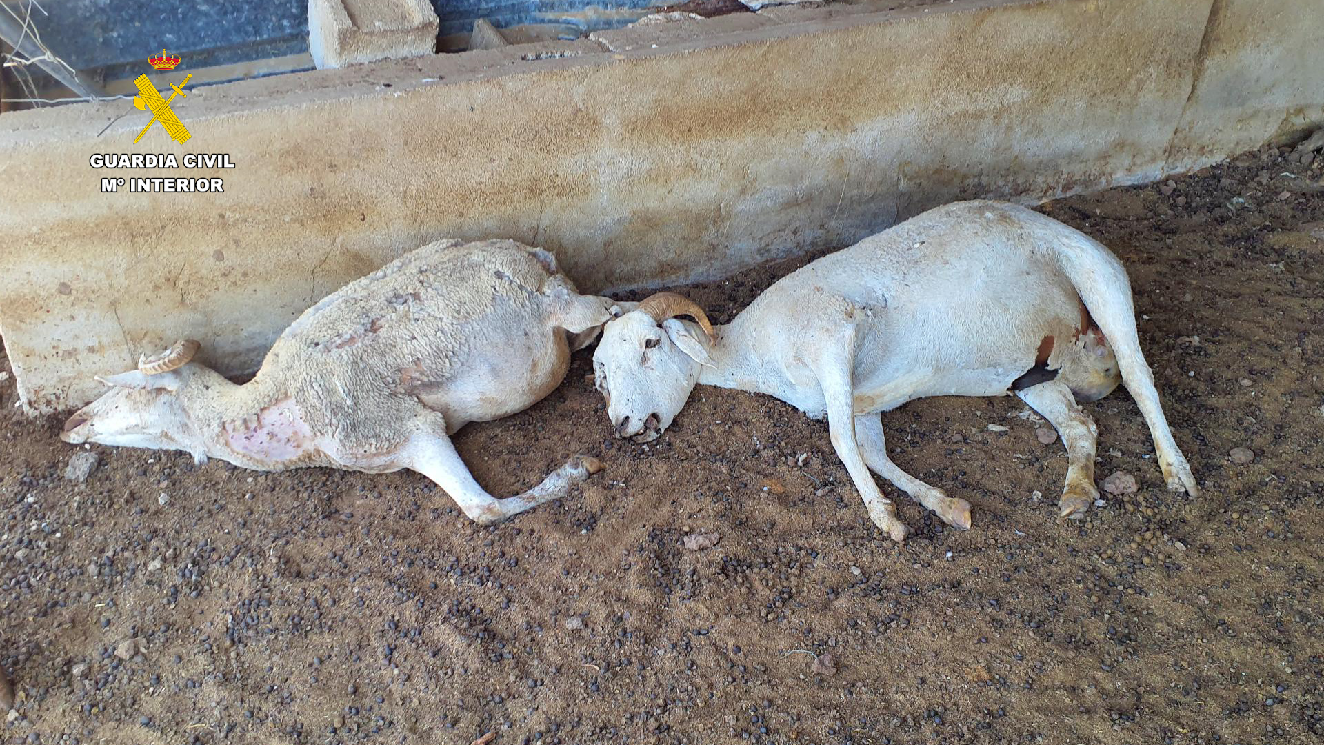 Animales muertos en una granja de Mula | Foto: Guardia Civil