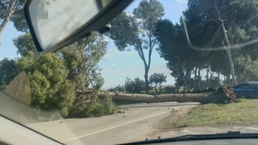 El viento derriba un árbol en la diputación cartagenera de Miranda (foto: La 7)